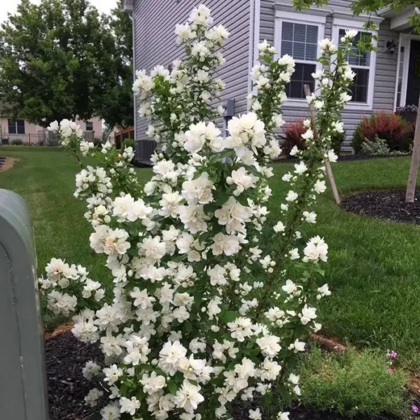 Iasomie - Philadelphus coronarius ghiveci 3L - imagine 2