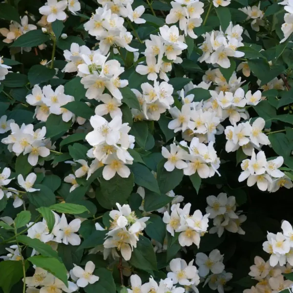 Iasomie - Philadelphus coronarius ghiveci 3L - imagine 3