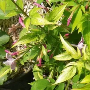 Iasomie roz- Philadelphus 'Rosace' ghiveci 0,7L