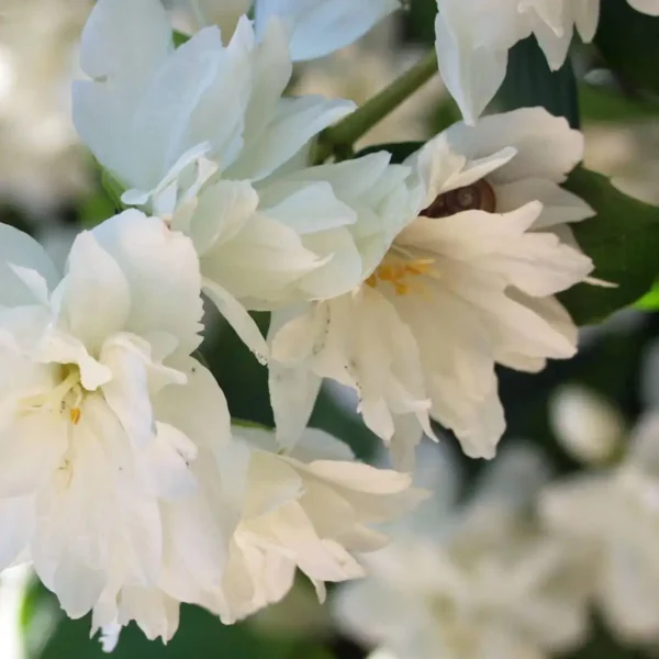 Iasomie - Philadelphus 'Schneesturm' ghiveci 0,7L