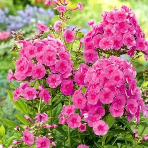 Brumarele - Phlox paniculata ghiveci 3L