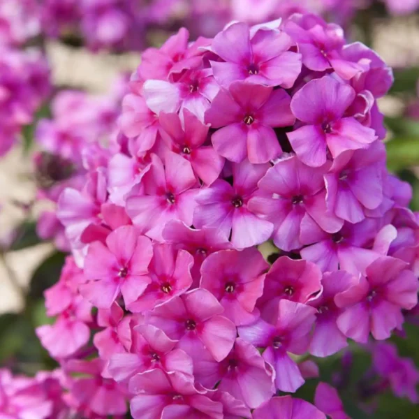 Brumarele - Phlox paniculata ghiveci 3L - imagine 2