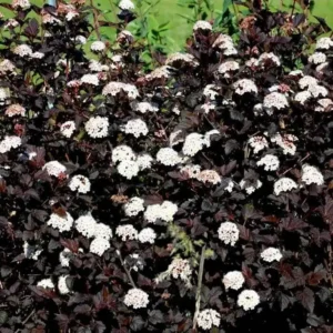 Physocarpus opulifolius 'Red Baron' ghiveci 3L