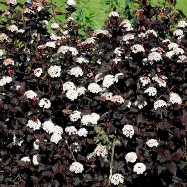Physocarpus opulifolius 'Red Baron' ghiveci 0,7L
