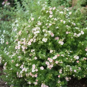 Potentilla fruticosa 'Pink' ghiveci 0,7L