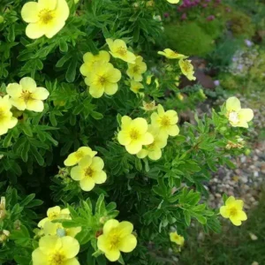 Potentilla fruticosa 'Fredhem' ghiveci 0,7L