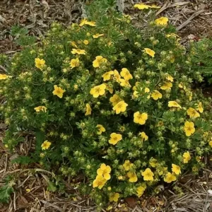 Potentilla fruticosa 'Goldstar' ghiveci 3L