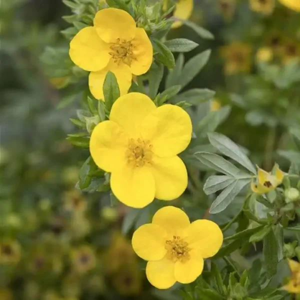 Potentilla fruticosa 'Goldstar' ghiveci 3L - imagine 3