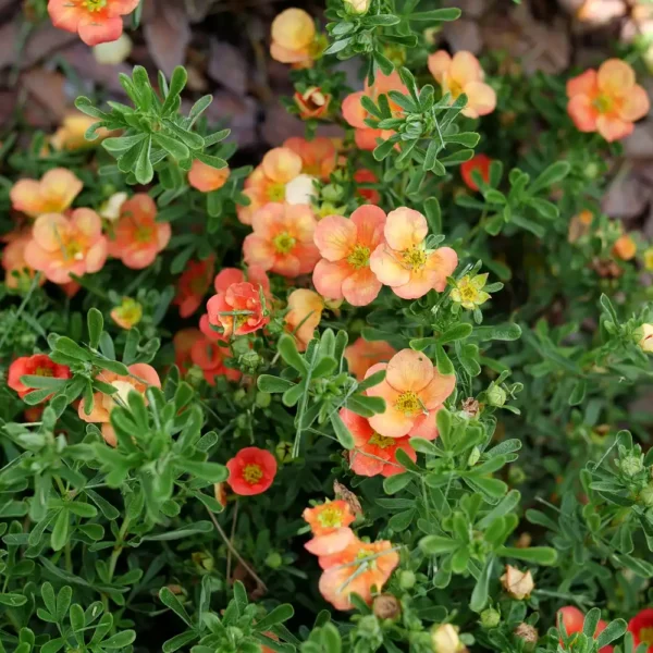 Potentilla fruticosa 'Orange Star' - Ghiveci 3L - imagine 2