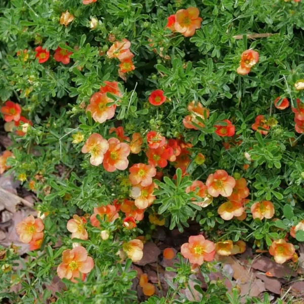 Potentilla fruticosa 'Orange Star' - Ghiveci 3L