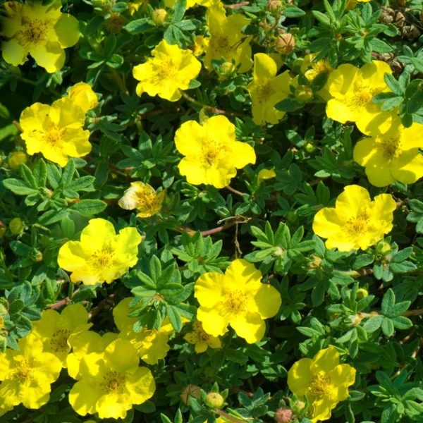 Potentilla fruticosa 'Sunset' 25-30 cm  - Ghiveci 0.7L - imagine 2