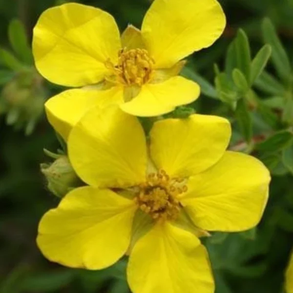 Potentilla fruticosa 'Sunset' 25-30 cm  - Ghiveci 0.7L