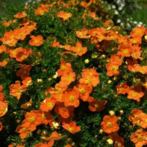 Potentilla fruticosa 'Tangerine' ghiveci 0,7L