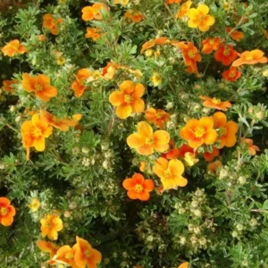 Potentilla Tangerine- Ghiveci 3L