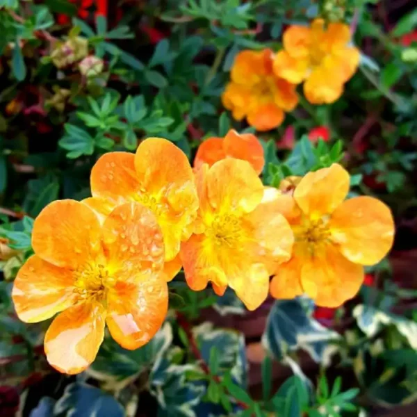 Potentilla Tangerine- Ghiveci 3L - imagine 4