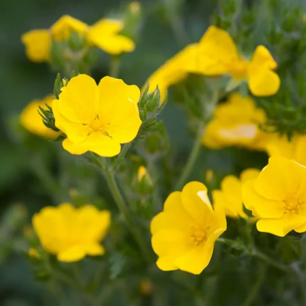 Potentilla fruticosa 'Yellow Bird' ghiveci 0,7L