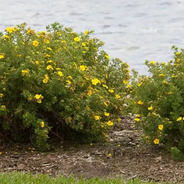Potentilla fruticosa 'Yellow Bird' ghiveci 0,7L - imagine 2
