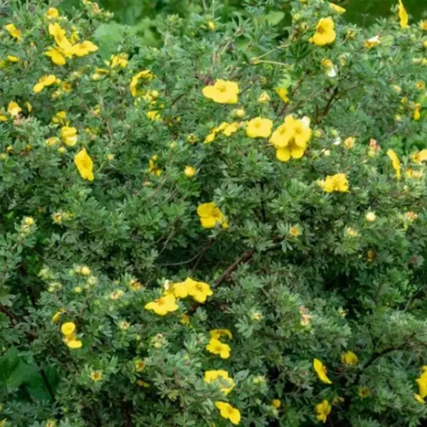 Potentilla fruticosa 'Yellow Bird' ghiveci 0,7L - imagine 4