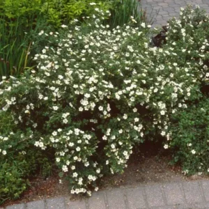 Potentilla fruticosa 'McKay's White' - Ghiveci 3L