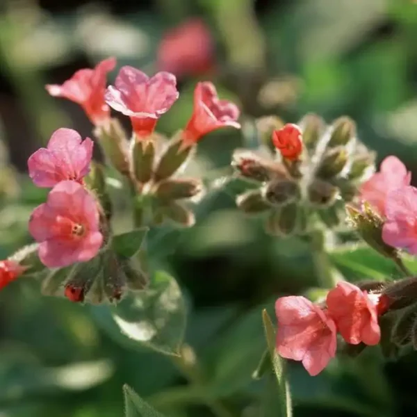 Pulmonaria Rubra ghiveci 3L - imagine 4
