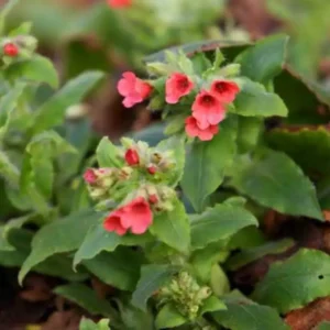 Pulmonaria Rubra ghiveci 3L
