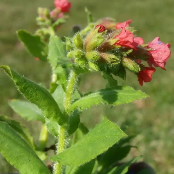 Pulmonaria Rubra ghiveci 3L - imagine 3