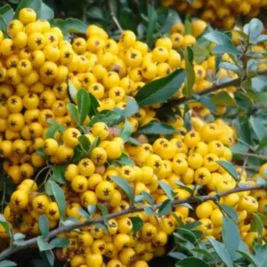 Catina galbena ghiveci 0,7L