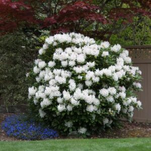 Rhododendron Cunningham's White ghiveci 3L
