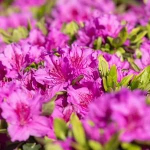Rhododendron 'Konigstein' - Ghiveci 3L