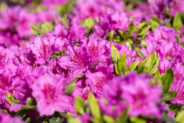 Rhododendron 'Konigstein' - Ghiveci 3L
