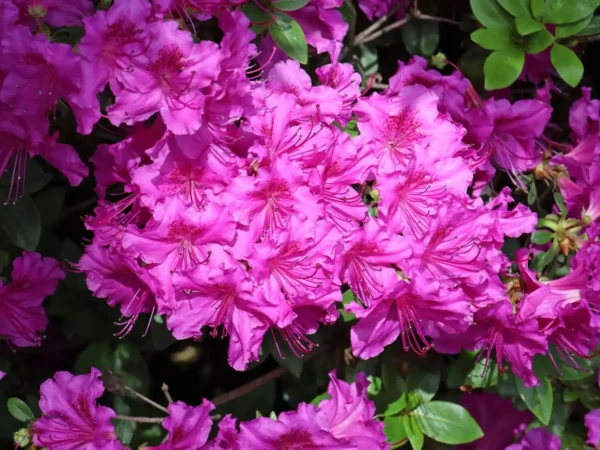 Rhododendron 'Konigstein' - Ghiveci 3L - imagine 2