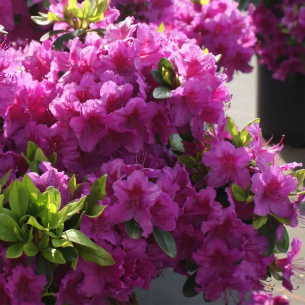 Rhododendron 'Konigstein' - Ghiveci 3L - imagine 3