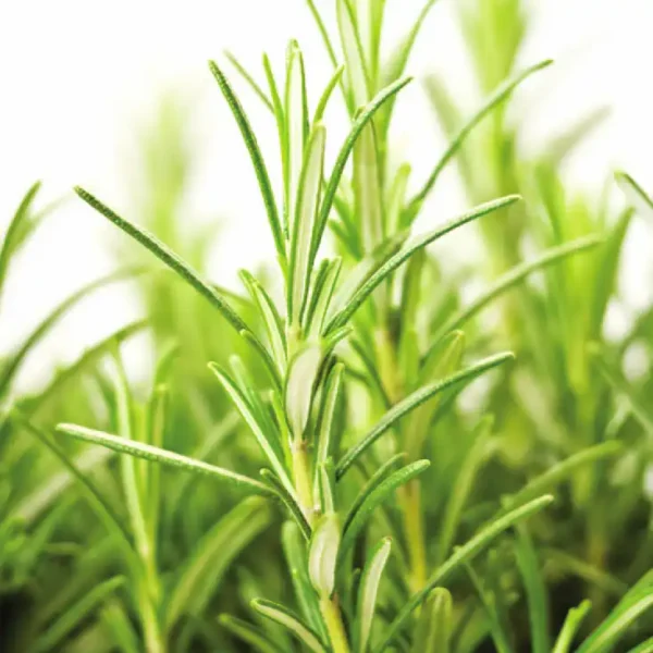 Rozmarin officinalis - Ghiveci 3L
