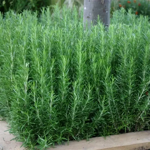 Rozmarin officinalis - Ghiveci 3L - imagine 4