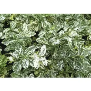 Salba Euonymus fortunei 'Harlequin' - Ghiveci 3L