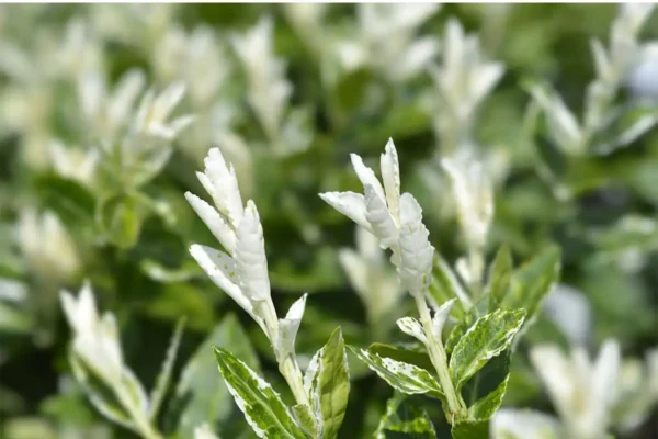 Salba Euonymus fortunei 'Harlequin' - Ghiveci 3L - imagine 2
