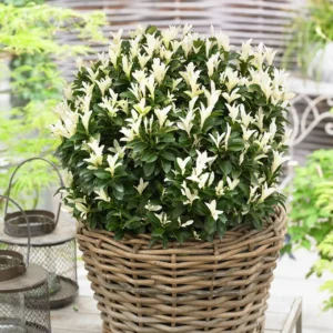 Salba Euonymus hamiltonianus 'Himalaya' - Ghiveci 3L