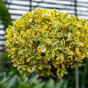 Salba Euonymus fortunei - Ghiveci de 3L