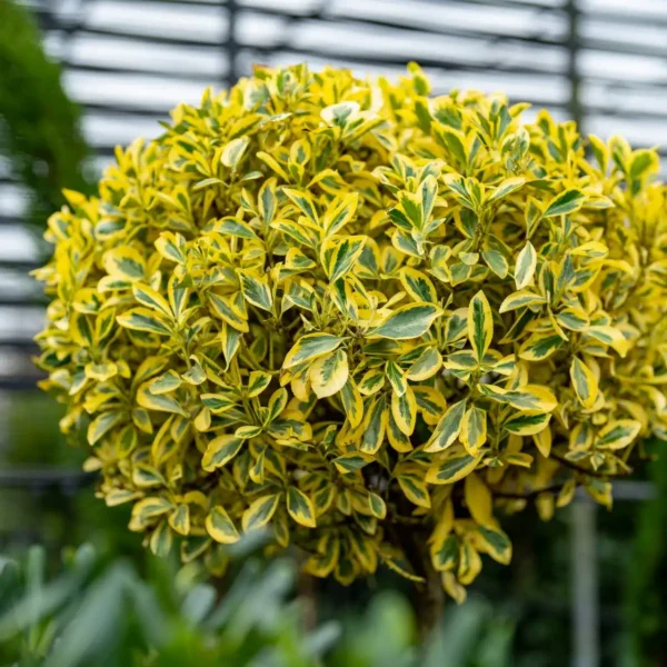 Salba Euonymus fortunei - Ghiveci de 3L