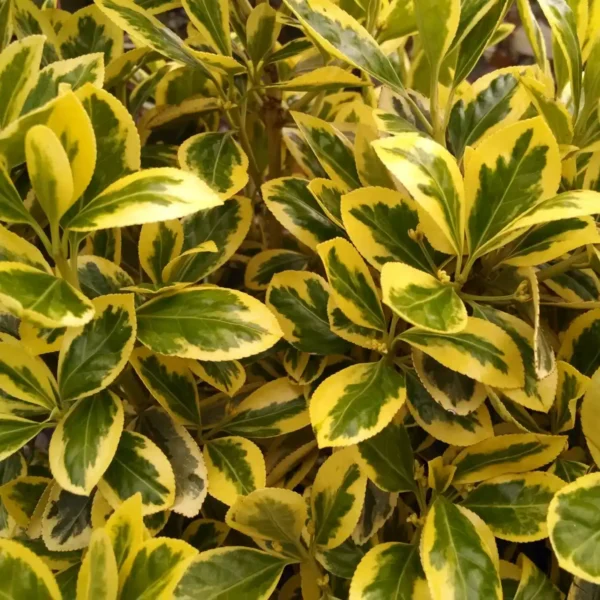 Salba Euonymus fortunei - Ghiveci de 3L - imagine 2
