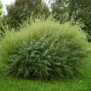 Salcie Purpurea Nana - Ghiveci 3L