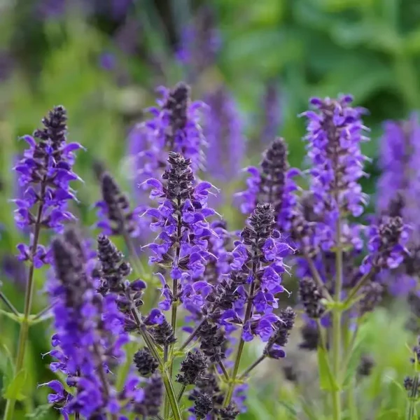 Salvia nemorosa 'Synchro Blue' ghiveci 3L - imagine 2