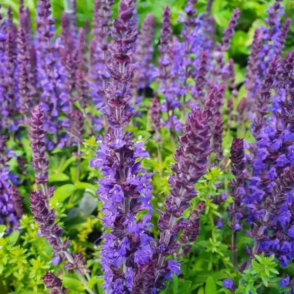 Salvia nemorosa 'Synchro Blue' ghiveci 3L