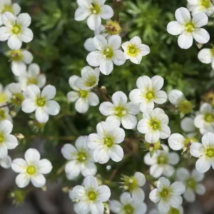 Saxifraga alba - Ghiveci 3L