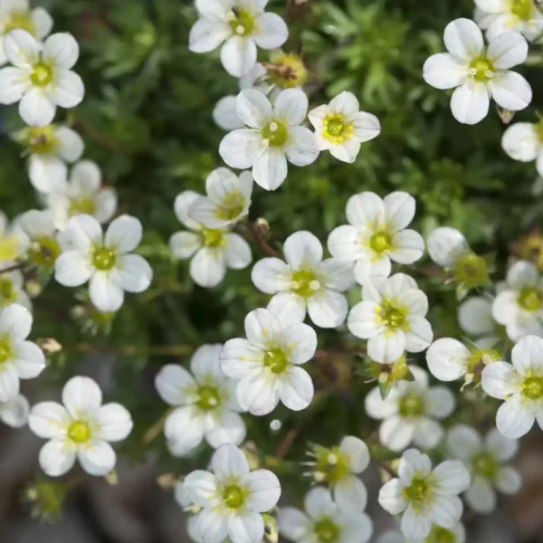 Saxifraga alba - Ghiveci 3L
