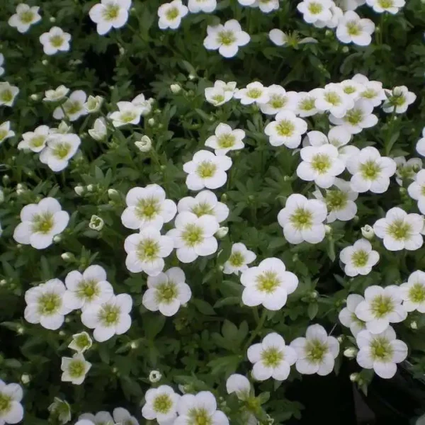 Saxifraga alba - Ghiveci 3L - imagine 2
