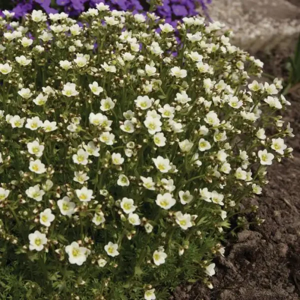 Saxifraga alba - Ghiveci 3L - imagine 4