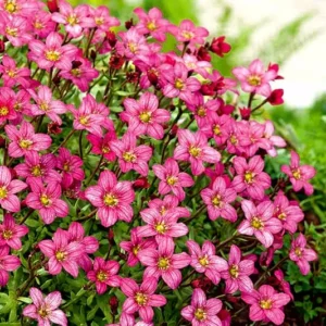 Saxifraga roz 'Touran Pink' - Ghiveci 3L