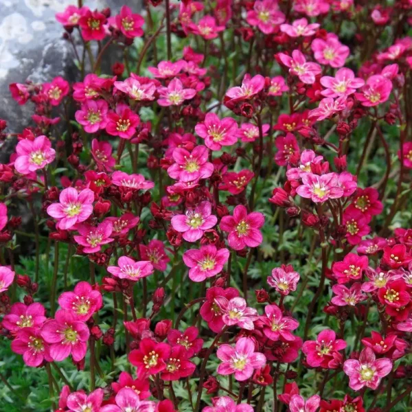 Saxifraga roz 'Touran Pink' - Ghiveci 3L - imagine 2