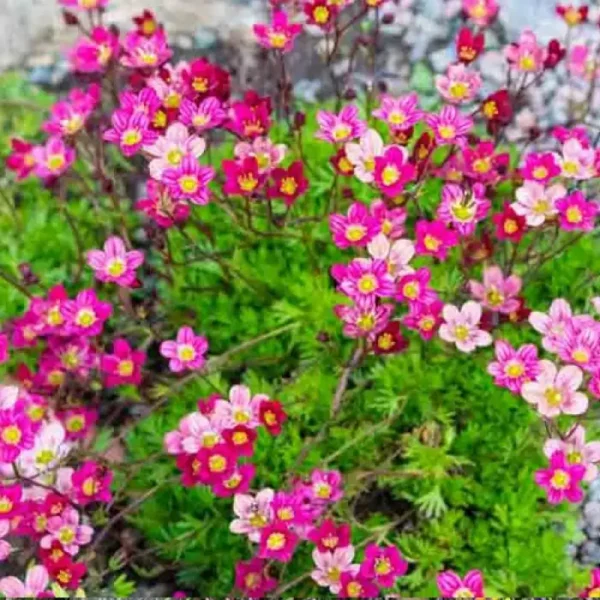 Saxifraga roz 'Touran Pink' - Ghiveci 3L - imagine 3